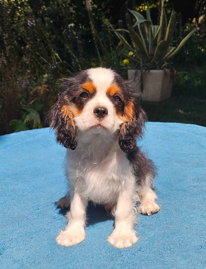 Of little by little - Chiots disponibles - Cavalier King Charles Spaniel