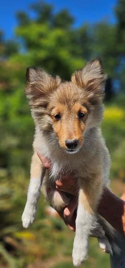 Of little by little - Chiots disponibles - Shetland Sheepdog