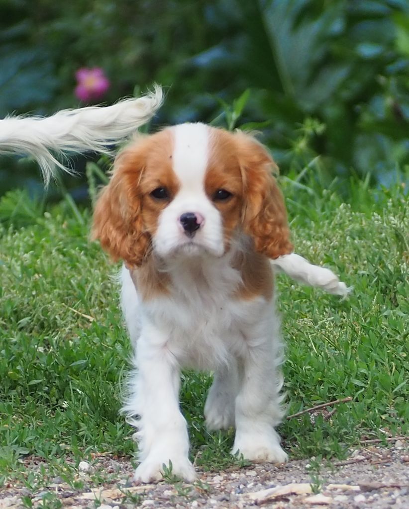 Of little by little - Chiots disponibles - Cavalier King Charles Spaniel