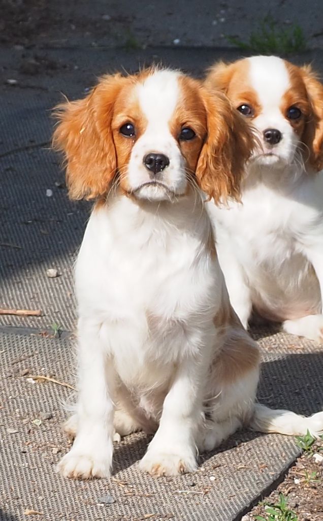 Of little by little - Chiots disponibles - Cavalier King Charles Spaniel