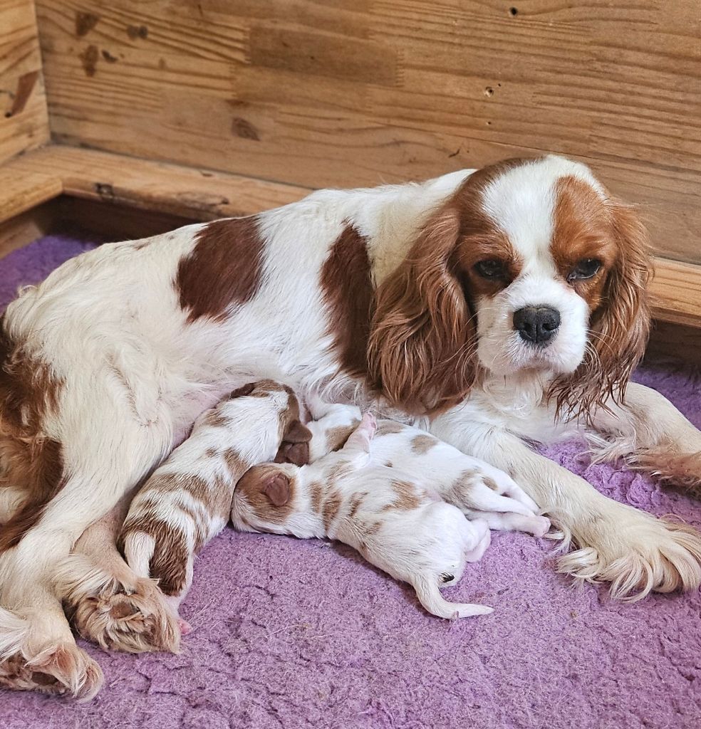 Chiot Cavalier King Charles Spaniel Of little by little