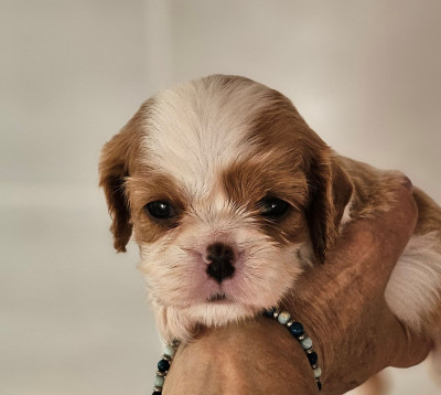 Chiot N°4