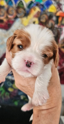 Chiot N°4