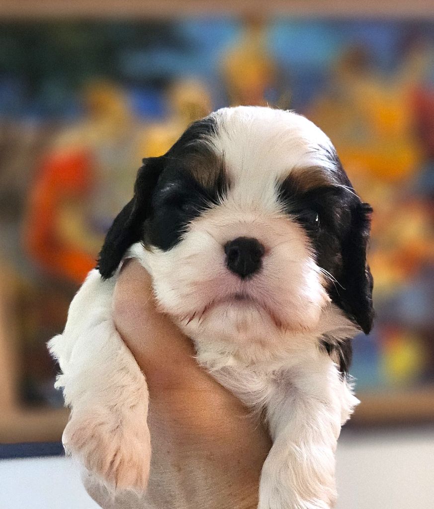 Of little by little - Chiots disponibles - Cavalier King Charles Spaniel