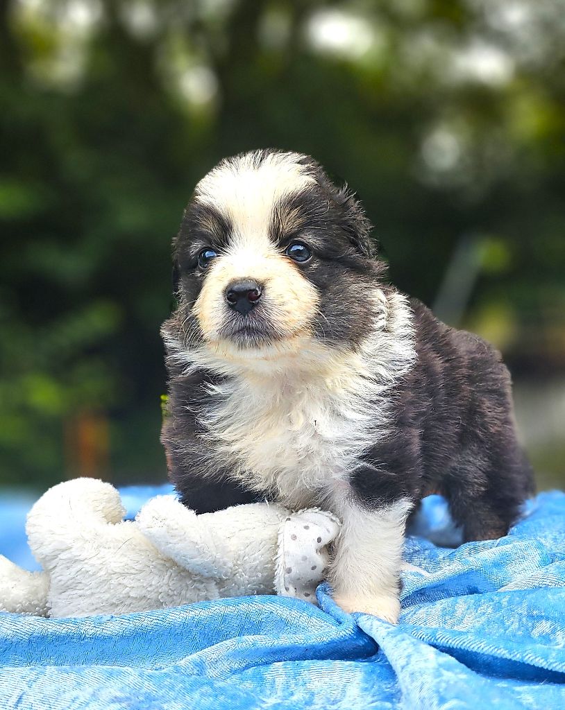 Of little by little - Chiots disponibles - Berger Américain Miniature 