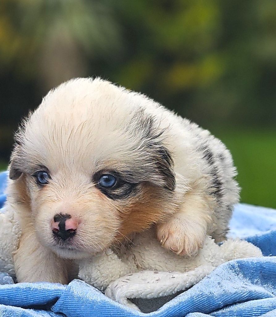 Of little by little - Chiots disponibles - Berger Américain Miniature 