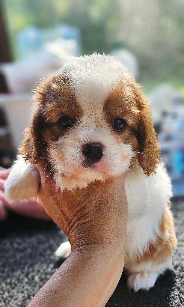 Of little by little - Chiots disponibles - Cavalier King Charles Spaniel