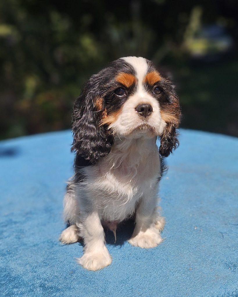 Of little by little - Chiots disponibles - Cavalier King Charles Spaniel