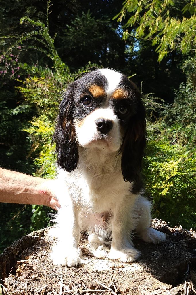 Of little by little - Chiots disponibles - Cavalier King Charles Spaniel