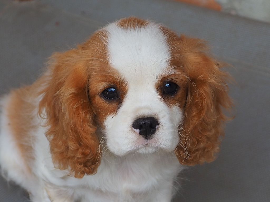 Of little by little - Chiots disponibles - Cavalier King Charles Spaniel