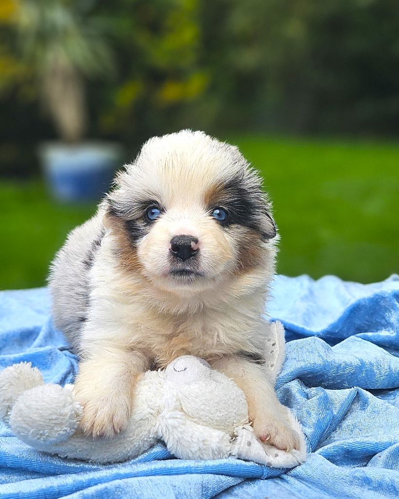 Of little by little - Chiots disponibles - Berger Américain Miniature 