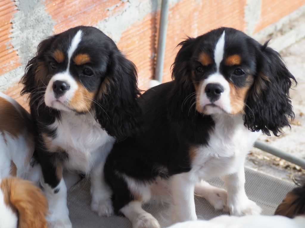 Chiot Cavalier King Charles Spaniel Of little by little